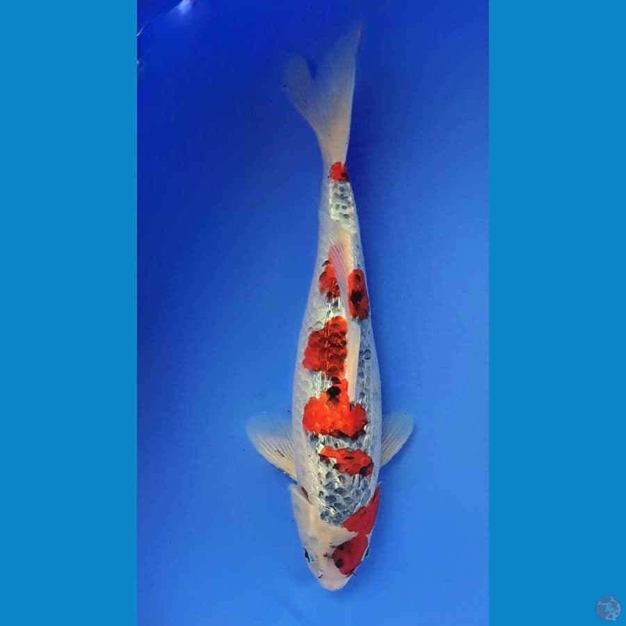 GOSHIKI GINRIN 36cm