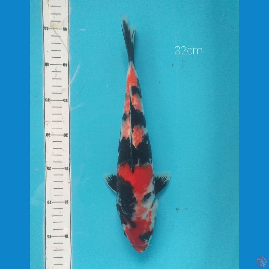 showa 32cm