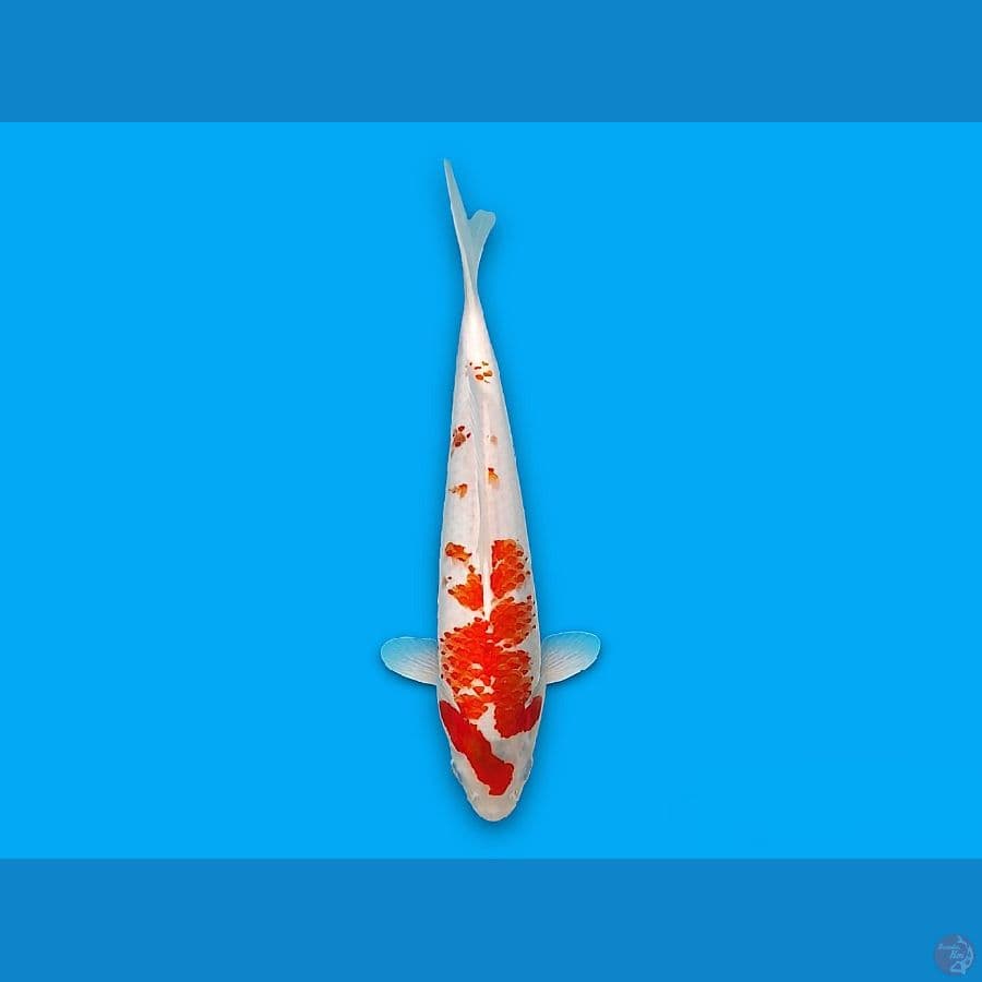 kannoko kohaku 33cm