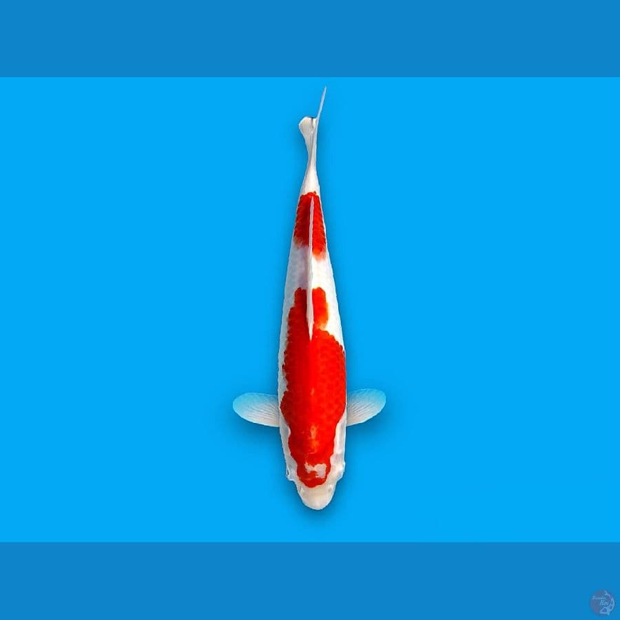 nidan kohaku 33cm