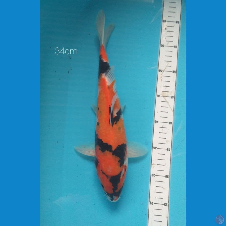 showa34cm