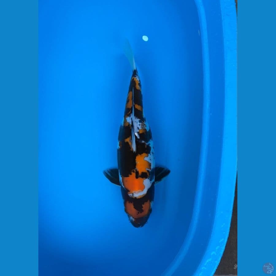 MARUTEN SHOWA DOITSU F45CM
