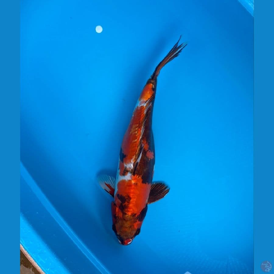 BENI KIKO F45CM