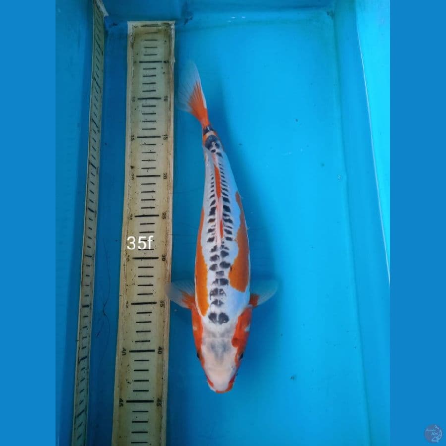 shusui 25cm f