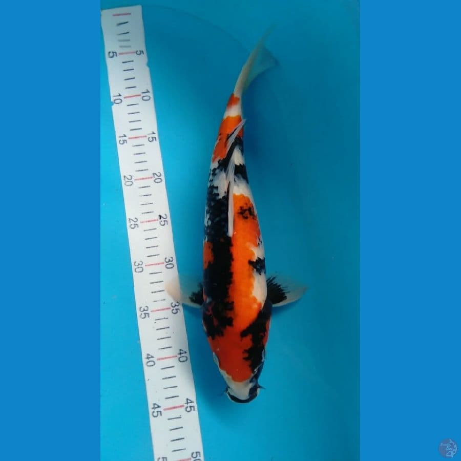 SHOWA 40CM