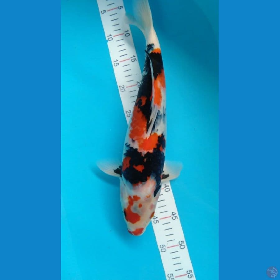 SHOWA 43CM