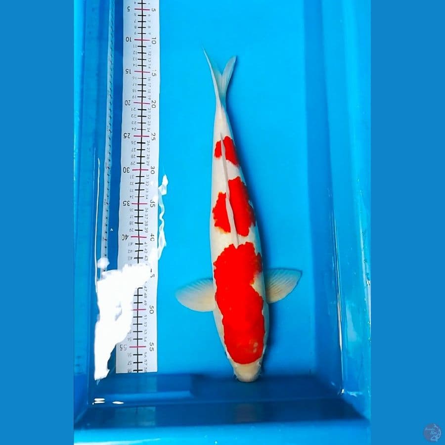 47cm