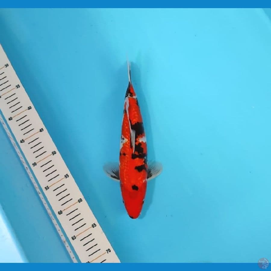 SHOWA~30CM MALE~