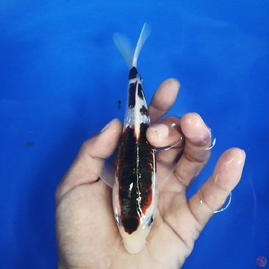 koromo