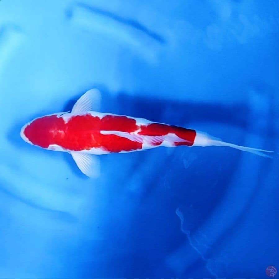 ( 37CM ) KOHAKU STRONG - MALE