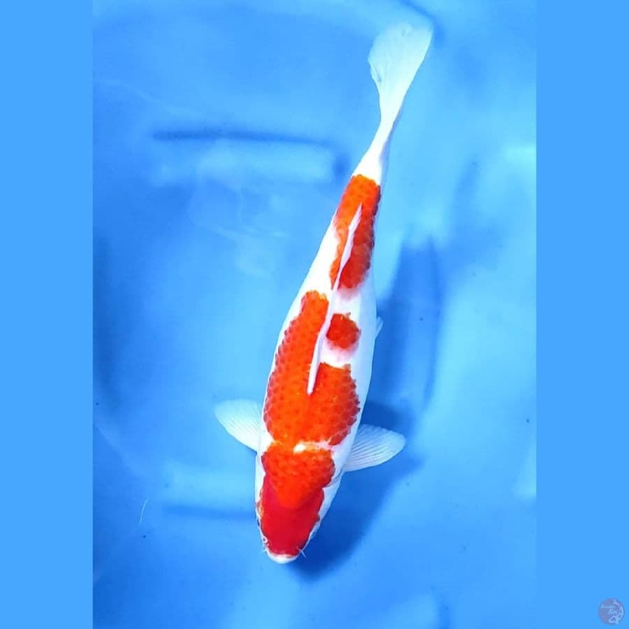 ( 40CM ) JUMBO KOHAKU - FEMALE