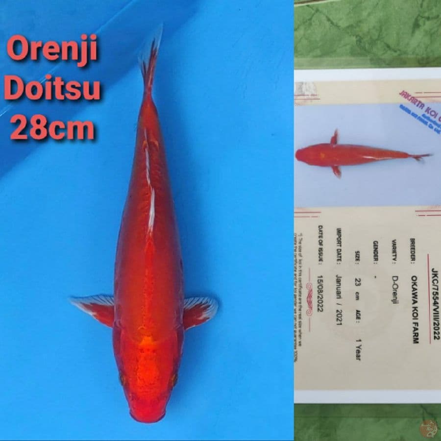 OKAWA ORENJI DOITSU 28CM SERTI