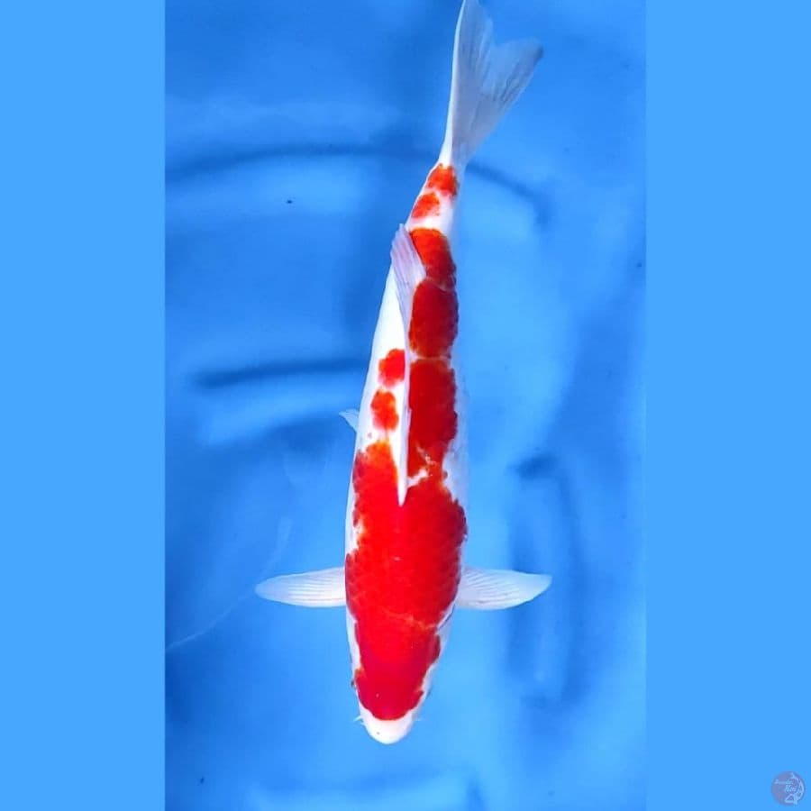 ( 39CM ) KOHAKU MANTAP - MALE