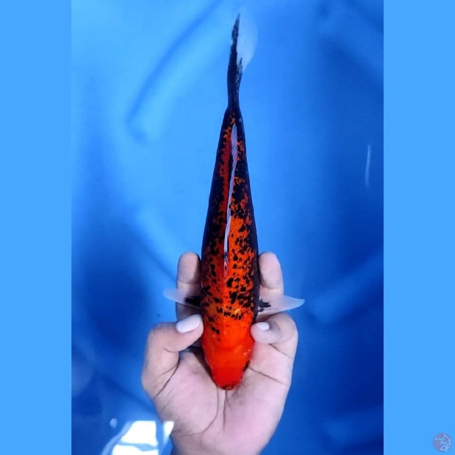 ( 24CM ) BENI MATSUKAWABAKE - MALE
