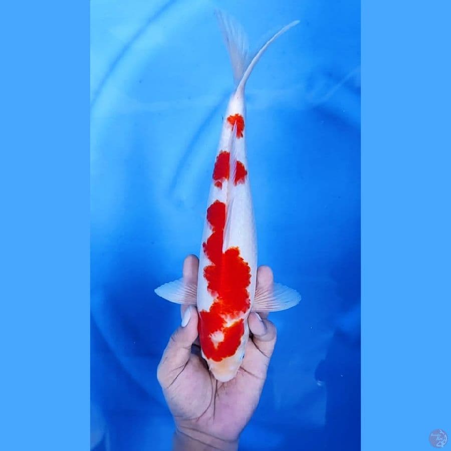 ( 31CM ) KOHAKU - MALE