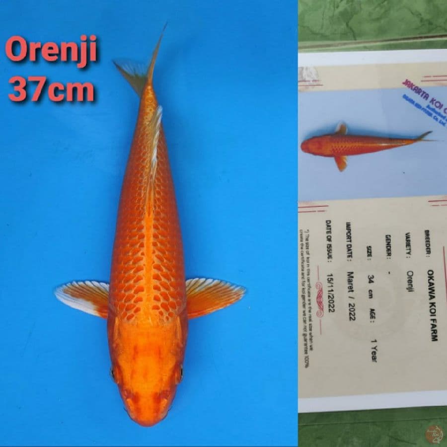 OKAWA ORENJI 37CM SERTI