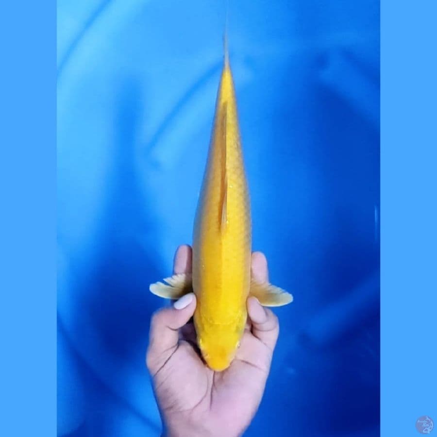 ( 30CM ) KARASHI - FEMALE