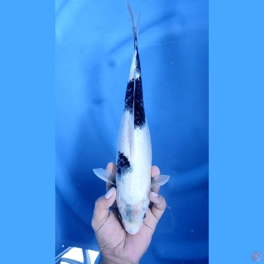 ( 34CM ) SHIRO - FEMALE