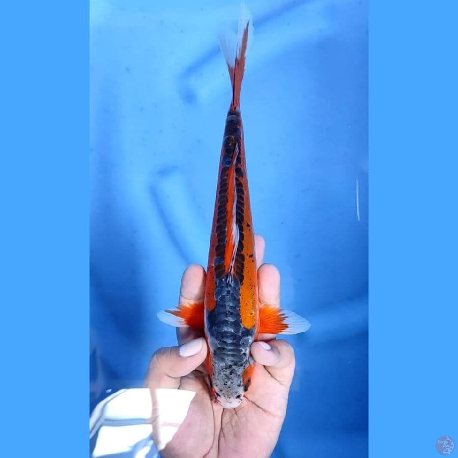 ( 24CM ) HANA SHUSUI - MALE