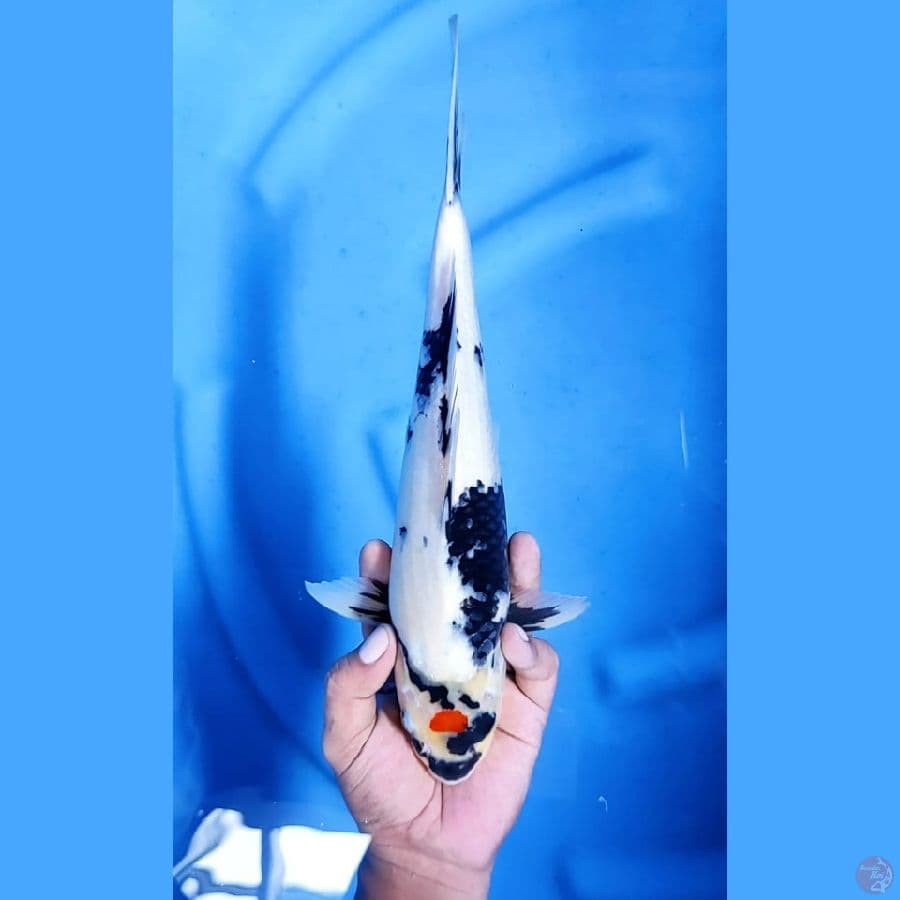( 32CM ) TANCHO SHOWA - MALE