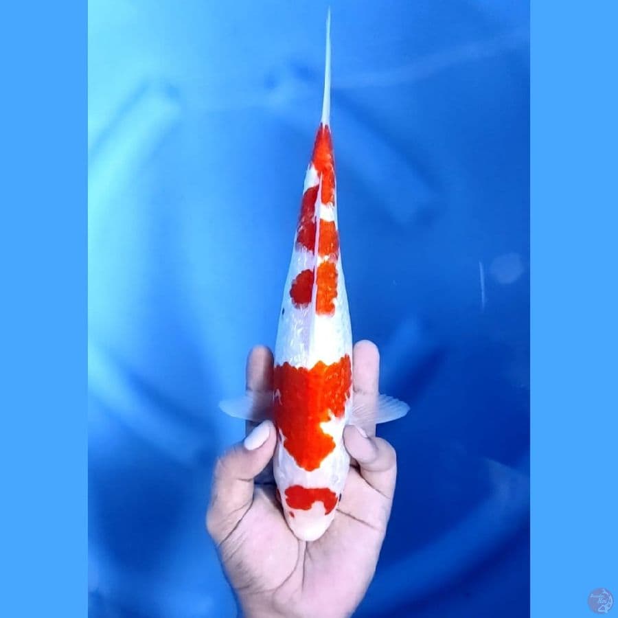( 27CM ) MARUTEN KOHAKU GINRIN ORIGINAL - F