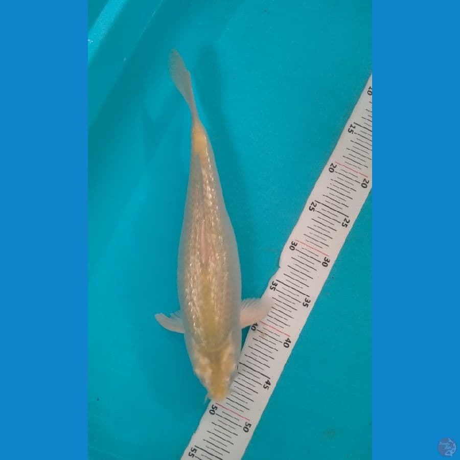 Midori Gindrin Munuk 35cm