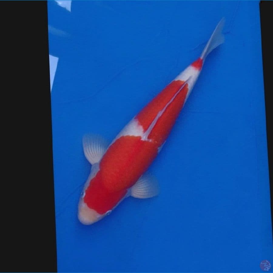 Koi Import Jepang Kohaku (Sertifikat Ogata) 46cm Male