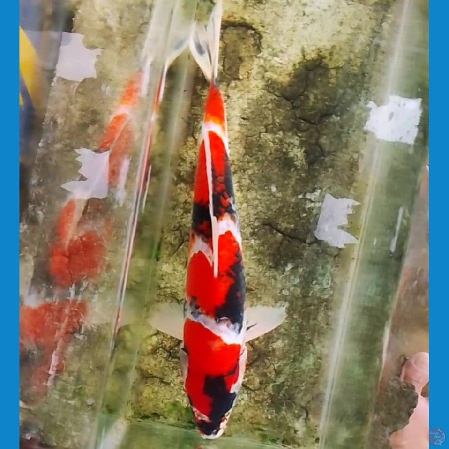 Showa Male 32cm