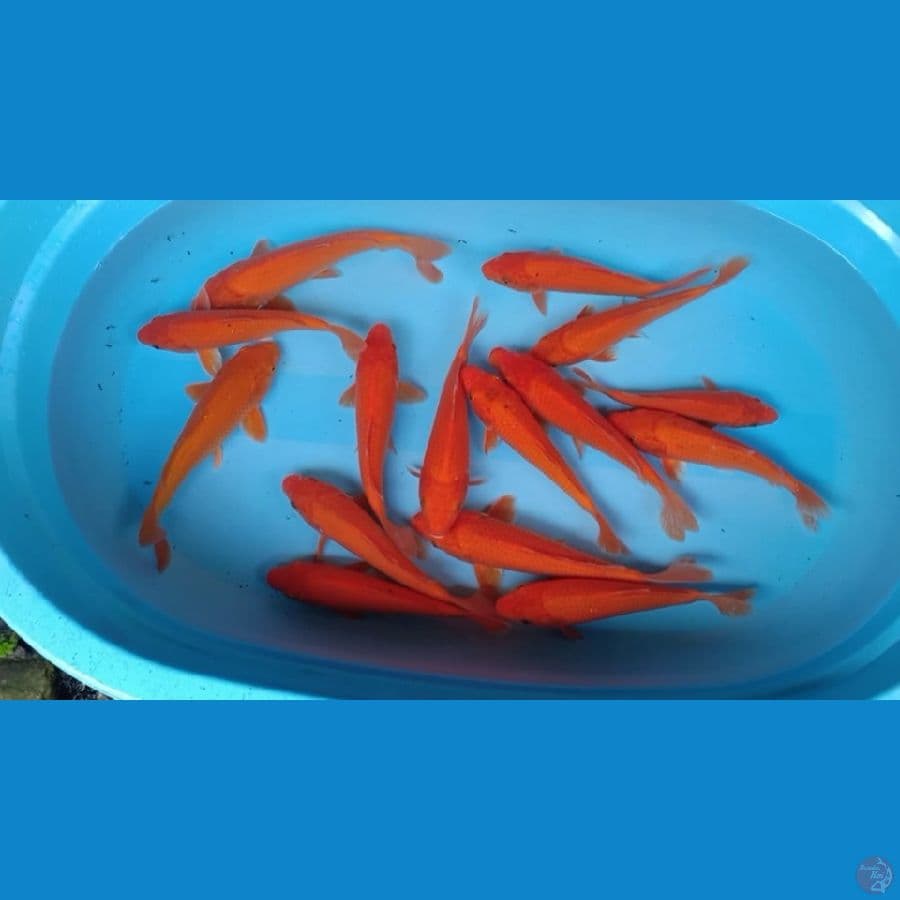 15 ekor Red Karashi