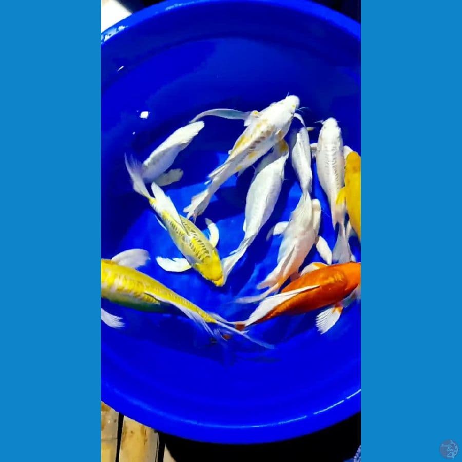 SHOTNODIY 20 27 cm.male 10 ekor