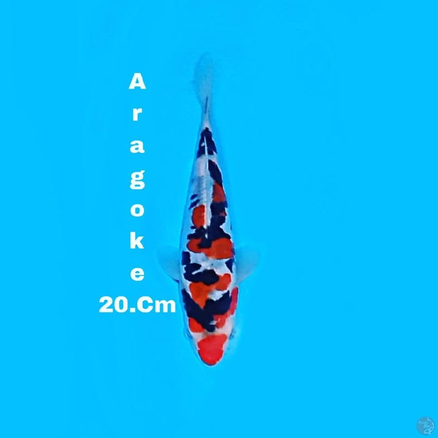 SQ 21.Cm ARAGOKE