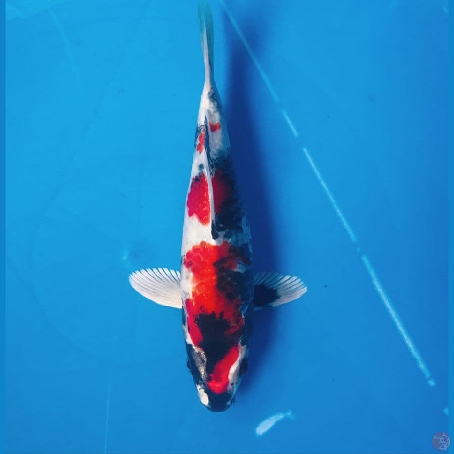 kin showa / showa hikari 20cm