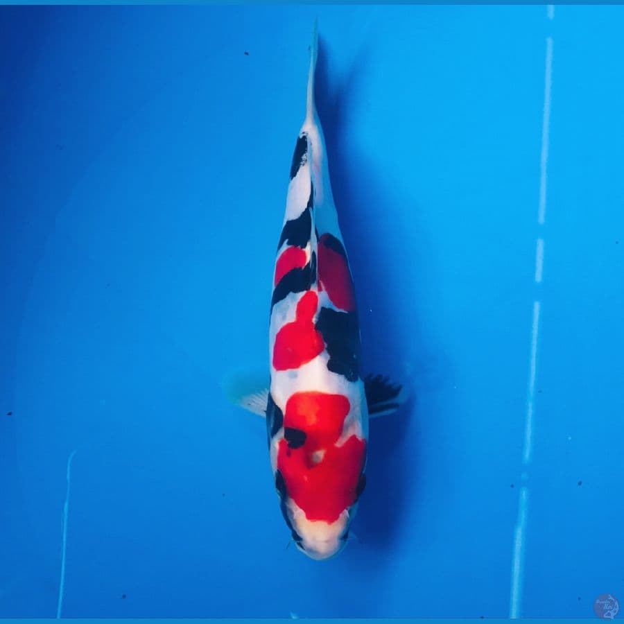 showa doitsu murni 17cm