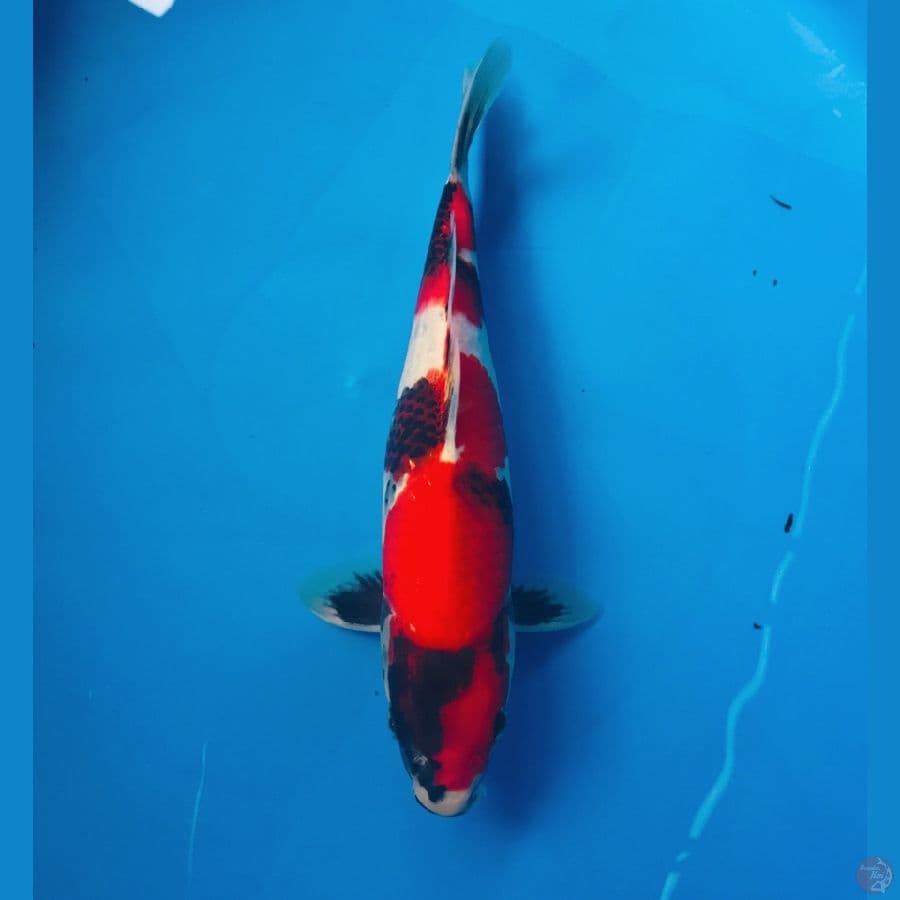 showa male 27cm