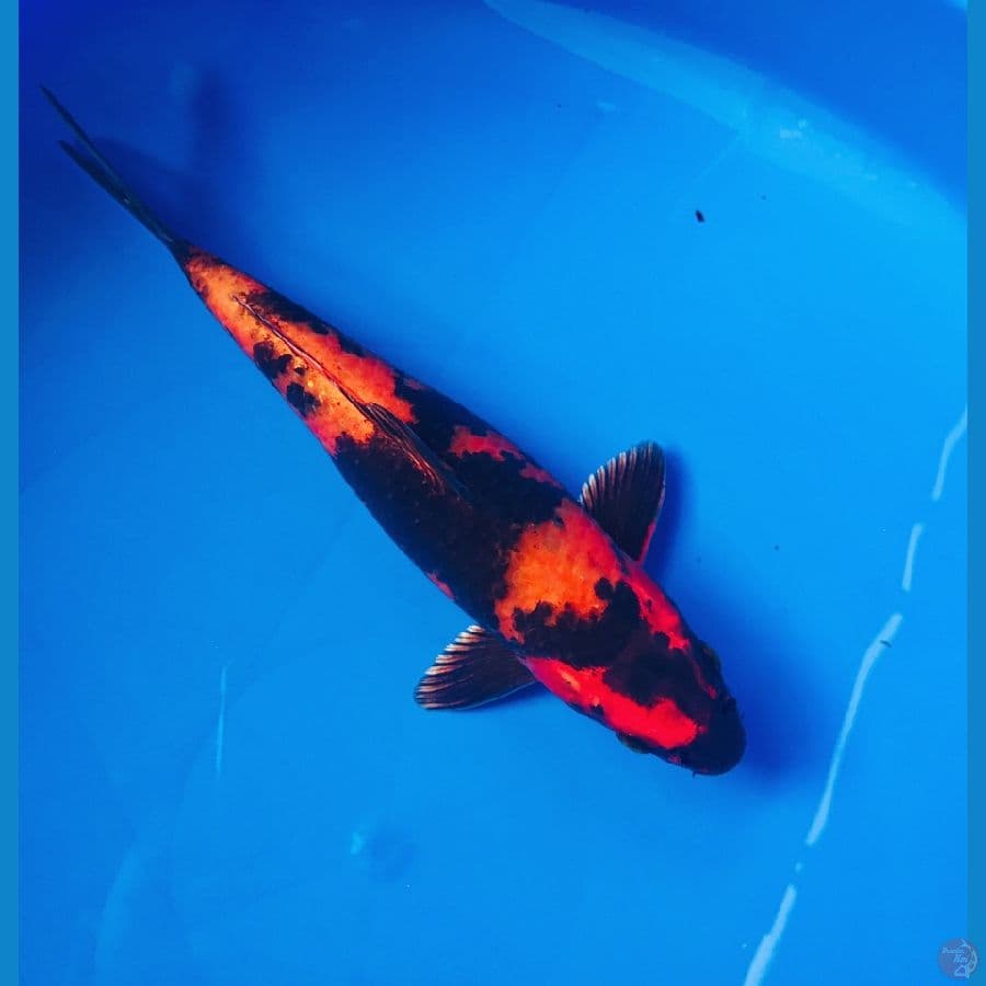 hikari utsuri 25cm