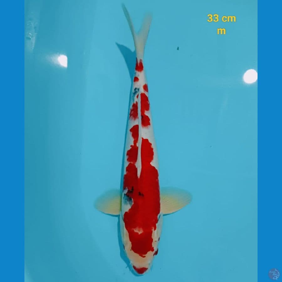 sanke strong M 33 cm