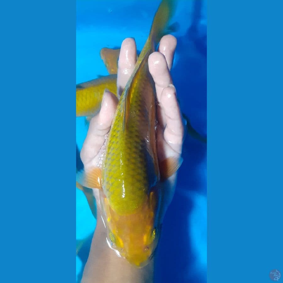 chagoi breed khusnul