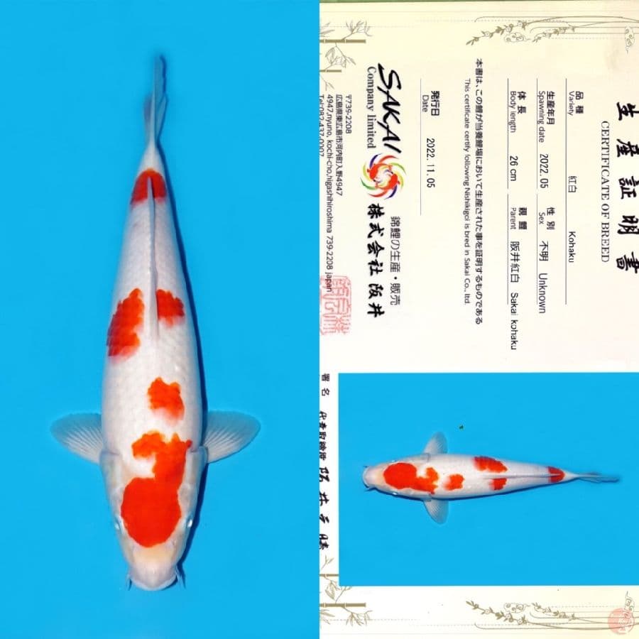 KOHAKU SAKAI 34CM