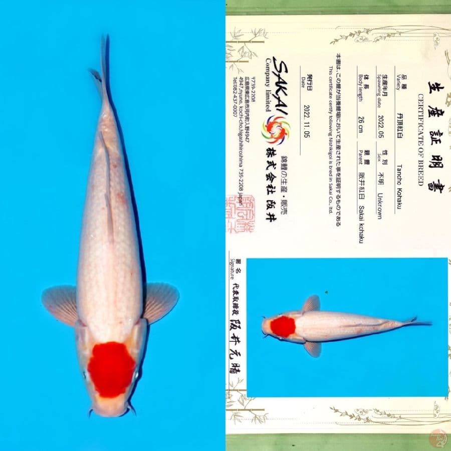 SAKAI TANCHO KOHAKU 34CM