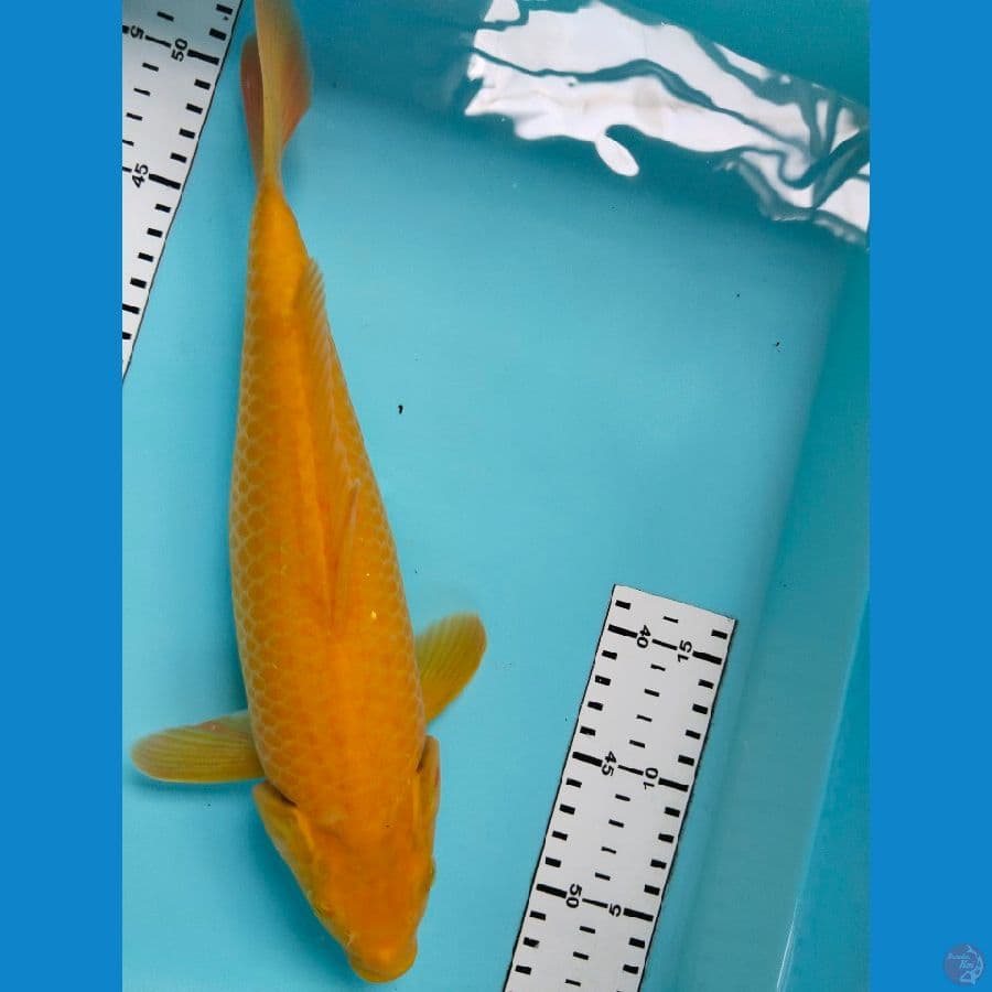 karasi 34cm