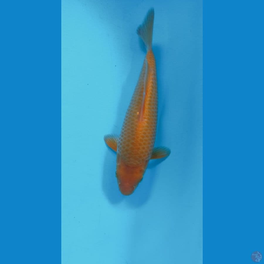 KARASI CORN 25CM (MALE)