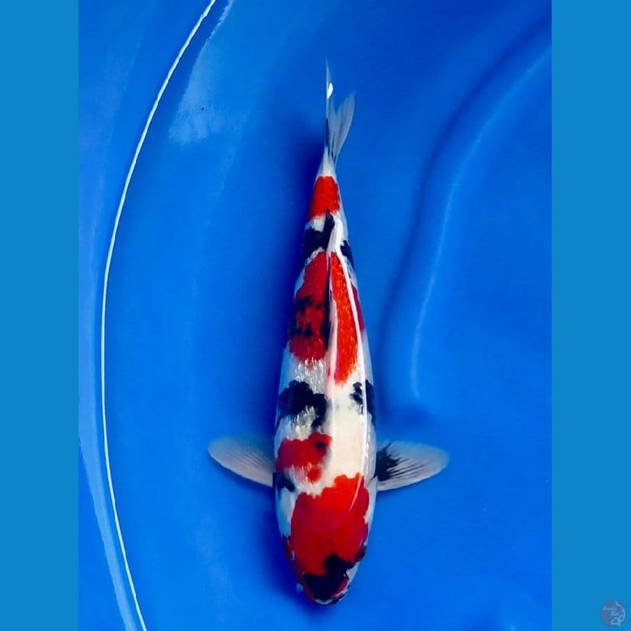 red shogin 33cm