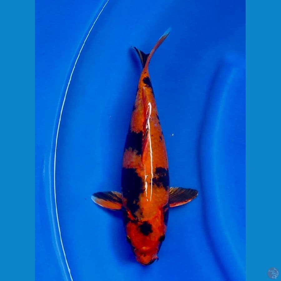 kg utsuri 31cm