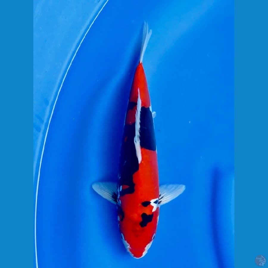 showa doitsu murni 31cm