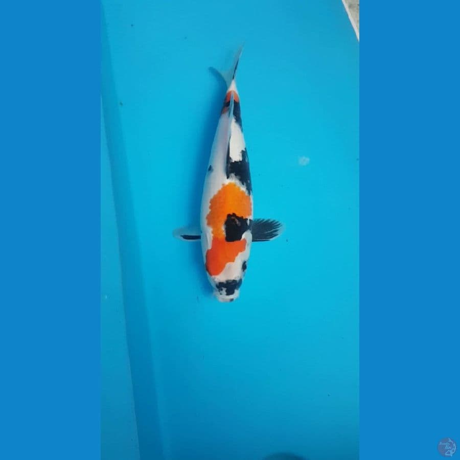showa kindai 39 cm