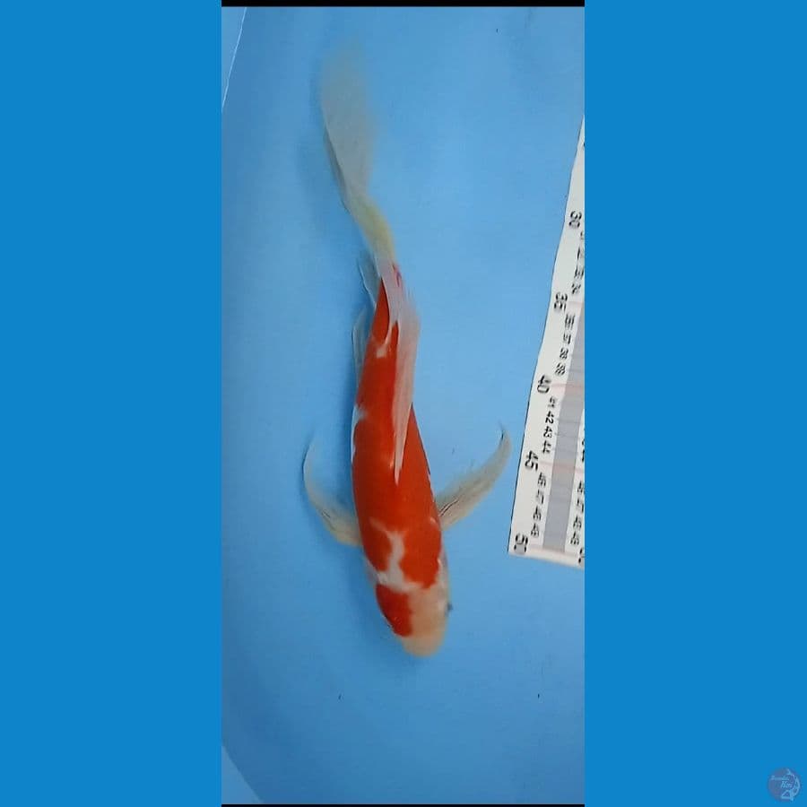 kumpay : 37 cm / jantam