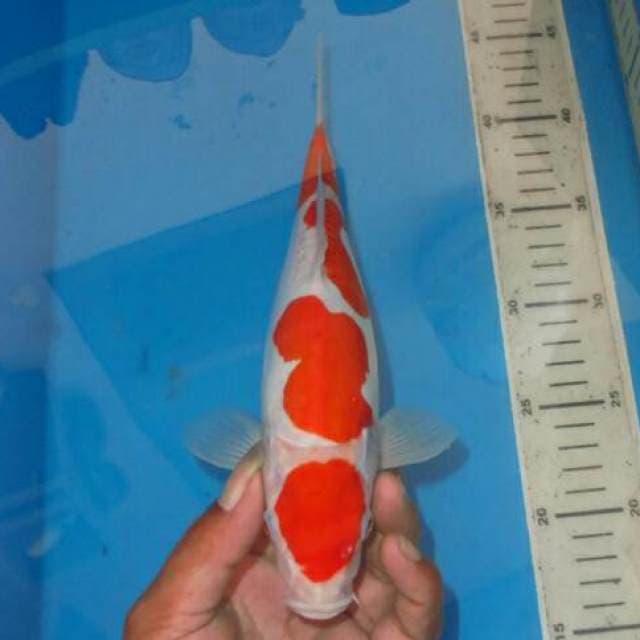 YONDAN KOHAKU