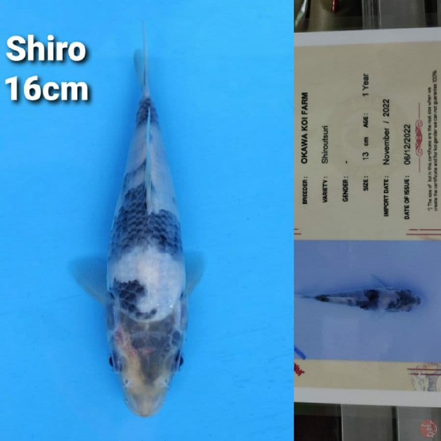 OKAWA SHIRO 16CM SERTI