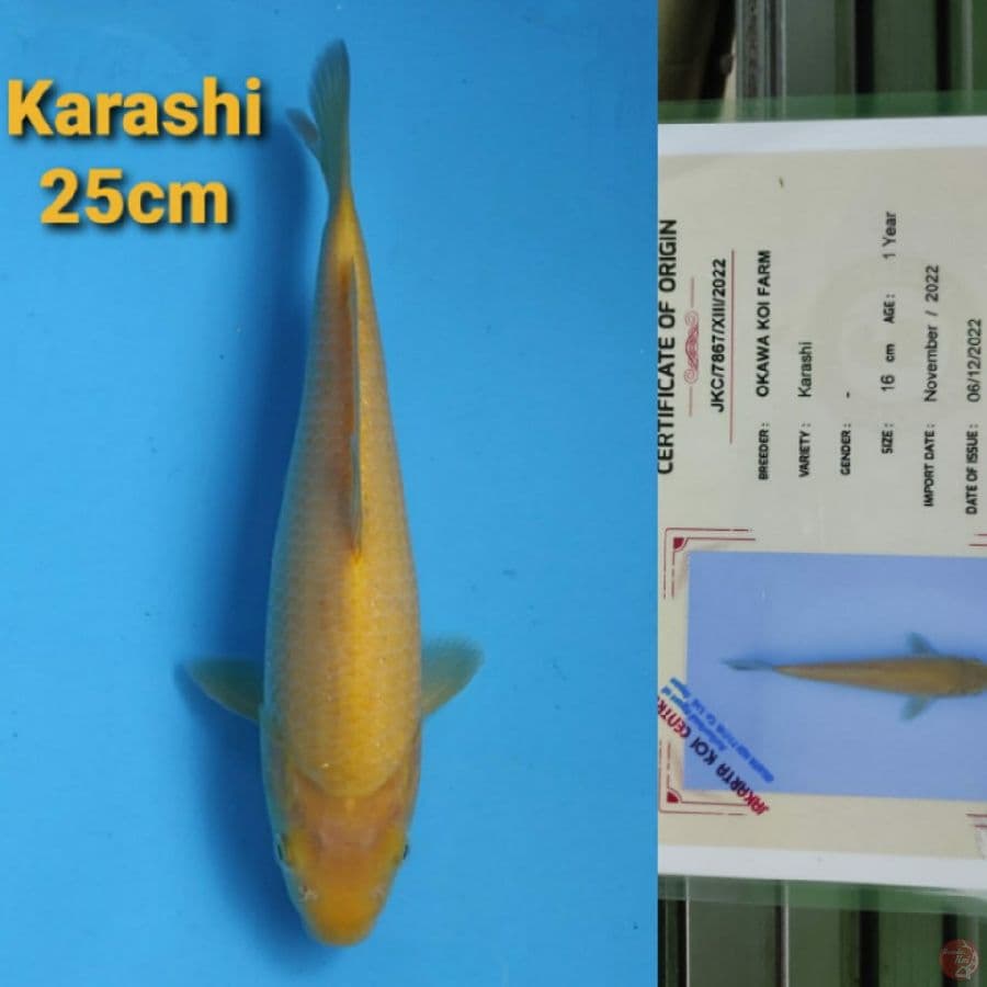 OKAWA KARASHI 25CM SERTI