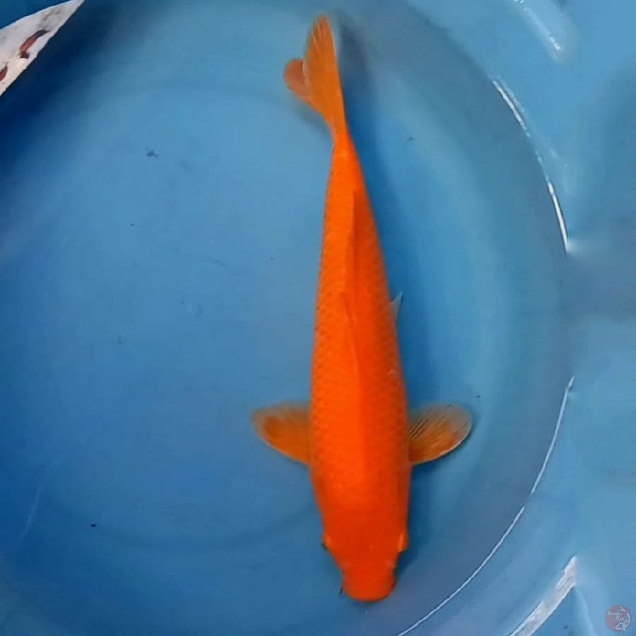 IZANAMI - Red karasi 30cm male